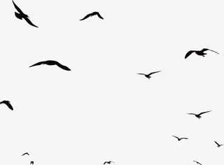 黑色简约飞鸟漂浮素材免抠