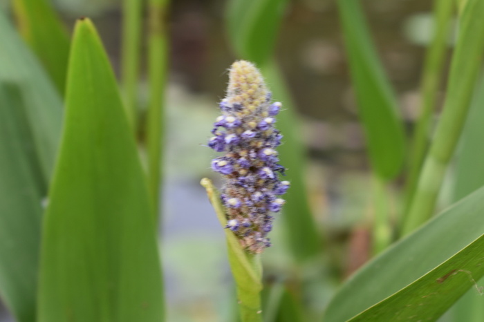 安徽的春天风景高清