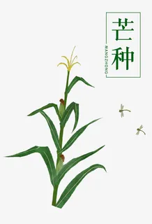 二十四节气芒种插画免抠