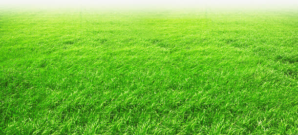 草坪主题医院文化免抠