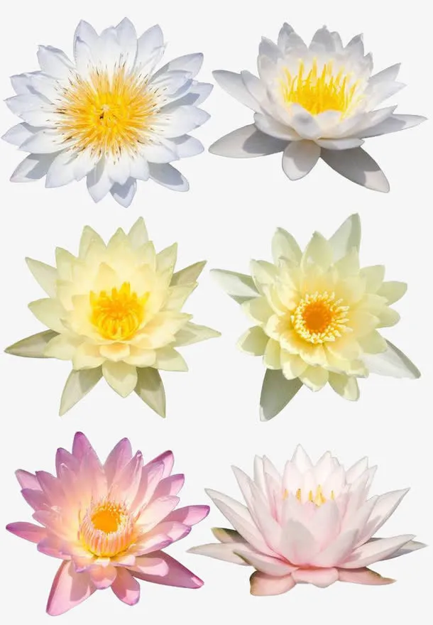 荷花特写免抠