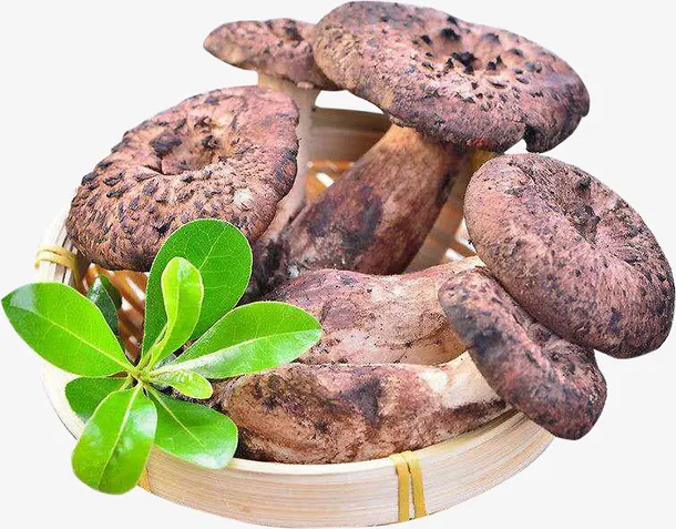 虎掌菌 野生菌免抠
