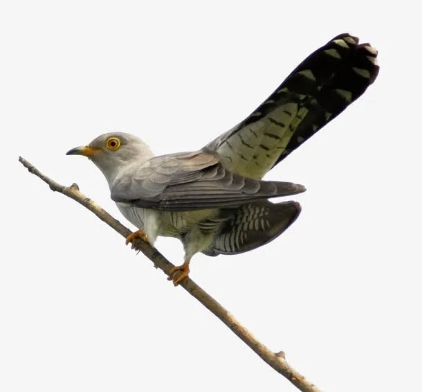 一只枝头鸟免抠