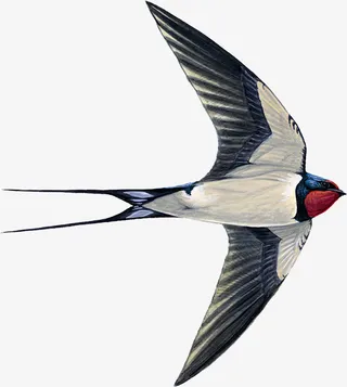 中国风小燕子免抠