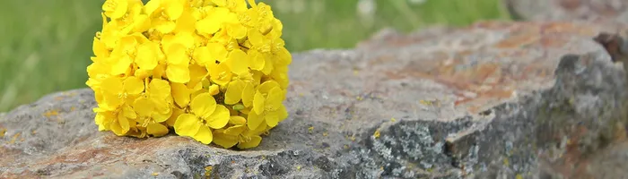花朵背景高清