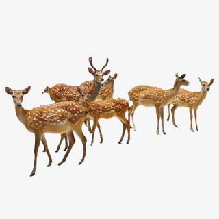 一群梅花鹿免抠