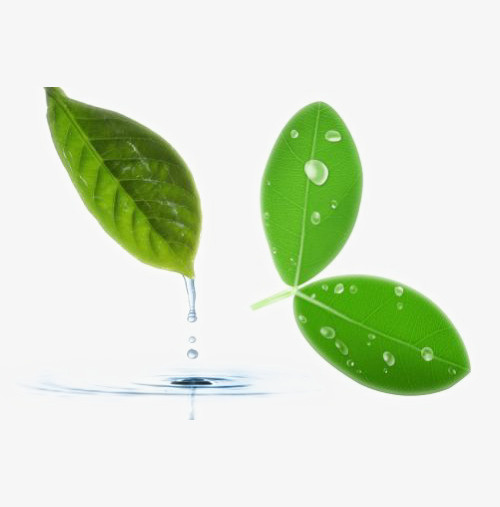 水滴叶子png免抠