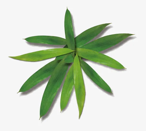 新鲜粽叶免抠