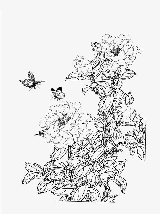 茶花免抠