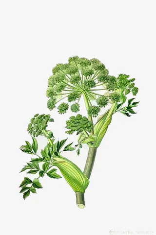 西兰花免扣元素免抠