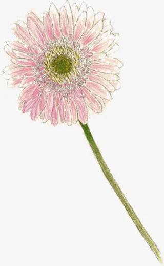 手绘彩绘菊花装饰免抠