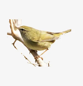 夜莺拍菜鸟图库插图元素免抠