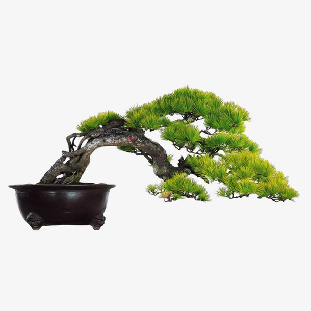 创意松树盆栽免抠