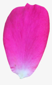 粉色的一朵花瓣免抠