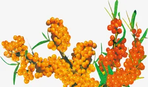 沙棘素材免抠