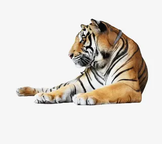 卧着的老虎免抠