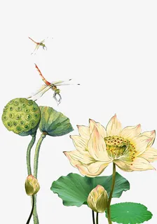 花，荷花，荷叶，蜻蜓，夏天免抠
