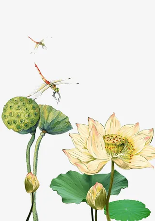 花，荷花，荷叶，蜻蜓，夏天免抠