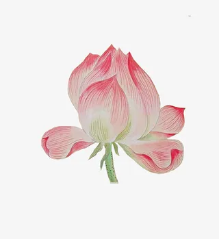 半开的荷花免抠