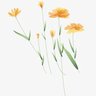 卡通野菊花免抠