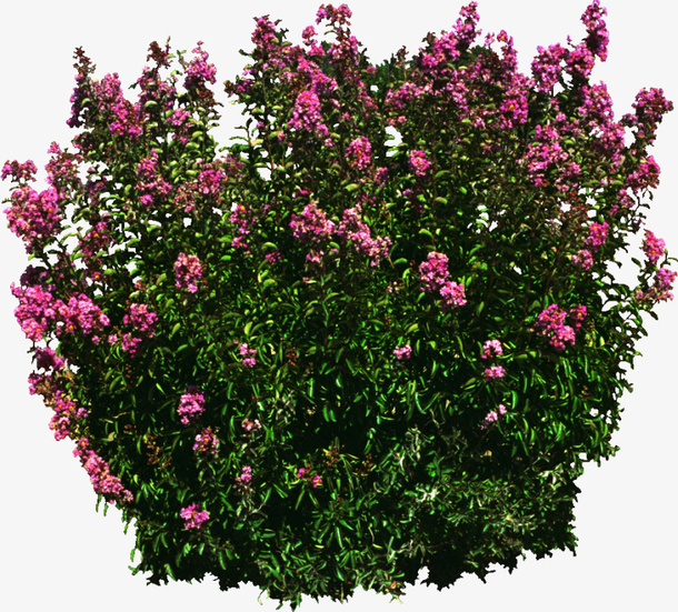 绿植花卉植物花卉素材免抠