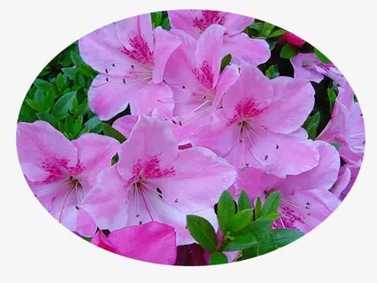 摄影合成春天的花卉喇叭花免抠