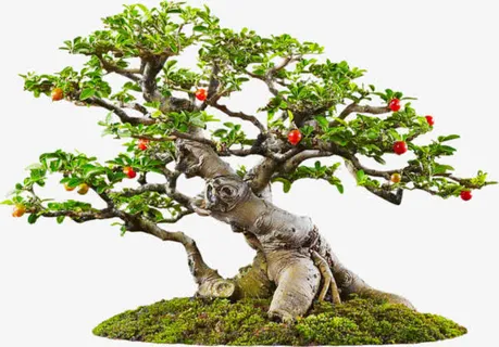 花草树木免抠 花草树木免抠