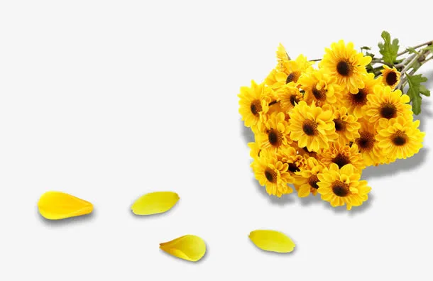 黄色菊花免抠
