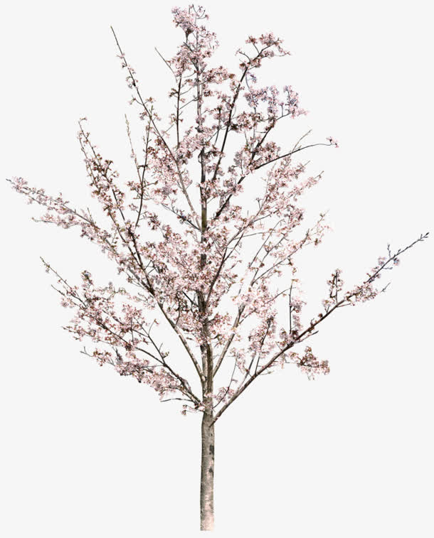 免抠樱花树装饰免抠