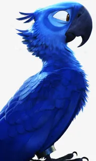里约大冒险的男猪脚——蓝鸟免抠