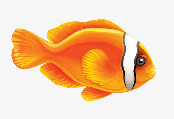 免扣素材小鱼图片免抠