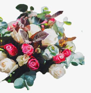 红白月季花免抠