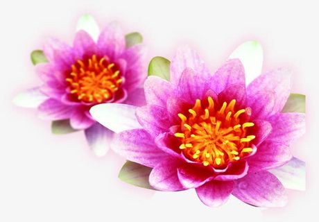 粉色手绘花朵盛开美景免抠