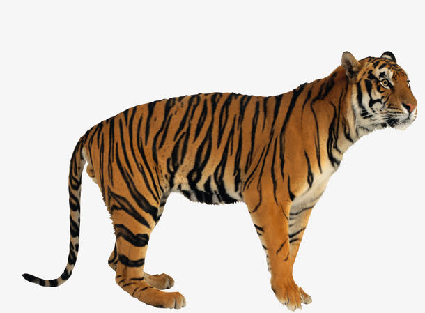 温顺的猛虎免抠