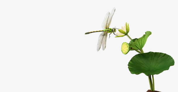 荷叶荷花png免扣素材免抠