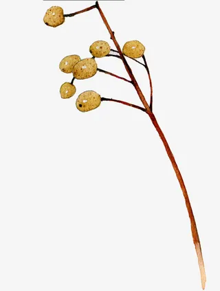 手绘棕色树枝免抠