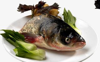 鳙鱼胖头鱼水产大型鱼类免抠