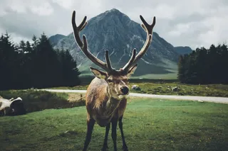 麋鹿山川绿色植物免抠