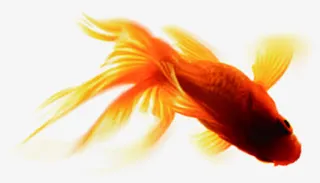 金鱼中国风海报设计免抠