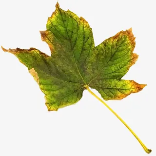 衰老的树叶免抠