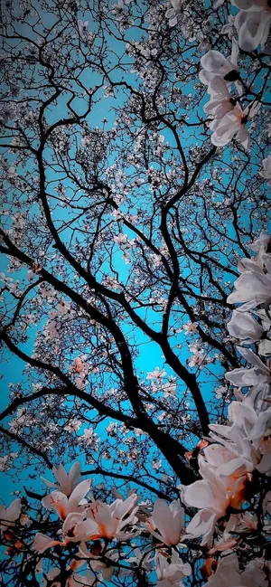 蓝天下盛开的春花高清