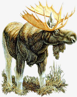 麋鹿写实素材免抠