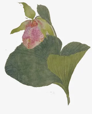 高清创意绿色的荷花荷叶免抠