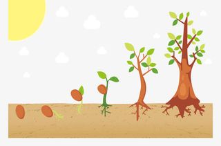 树苗生长过程免抠