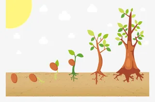 树苗生长过程免抠