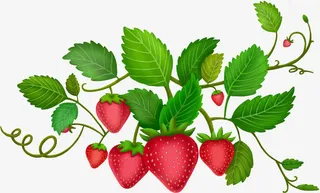手绘草莓植物树叶免抠