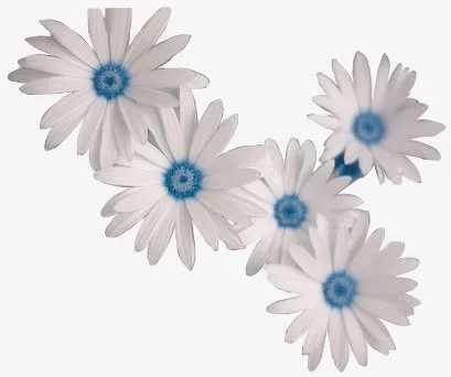 花免抠