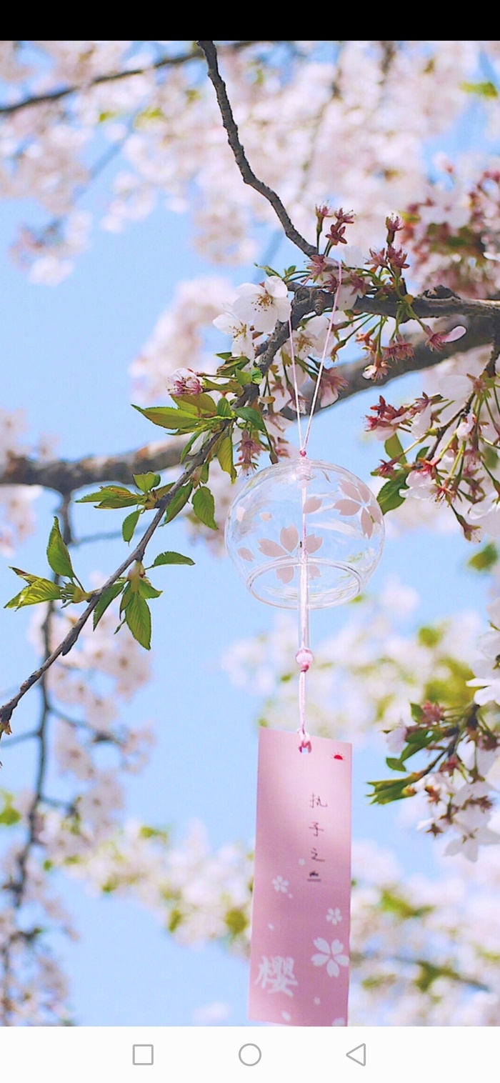 樱花树枝背景高清