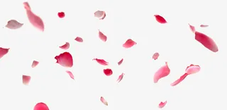 唯美粉红色花瓣飞舞免抠
