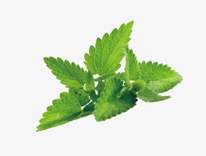绿色薄荷叶免抠